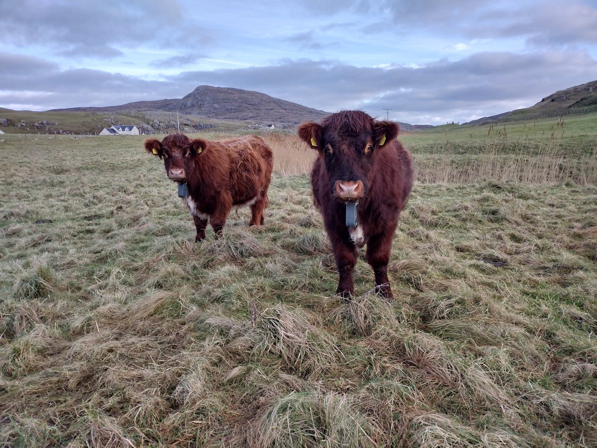andrew_thin's tweet image. Many thanks to all who attended our @CroftingScot public meeting on Barra last night. Lots of things to discuss but above all the need to get serious about absentee crofters. We&apos;re on to it...