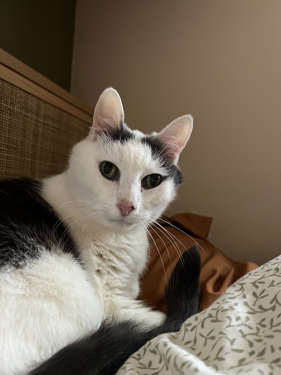 franzkatka's tweet image. $25 at the humane society