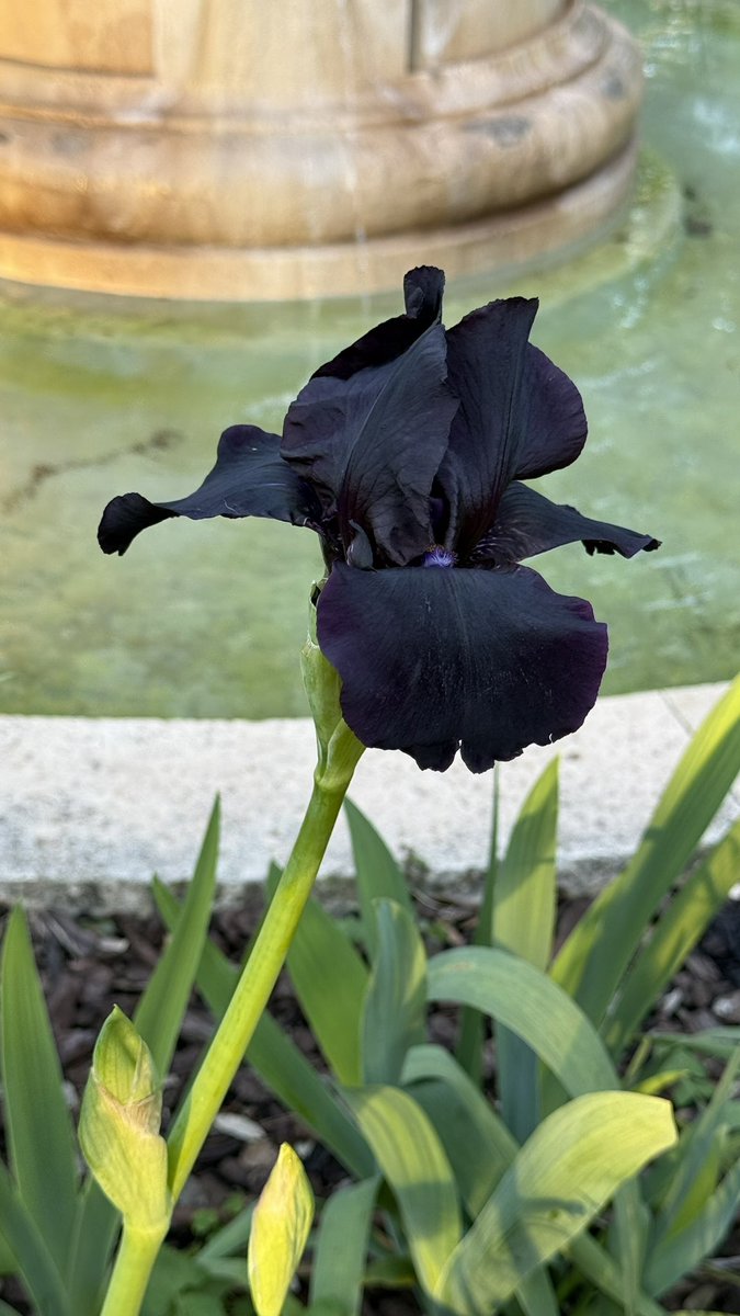 course8cheduler's tweet image. #AlphabetChallenge #WeekVforVowels
Iris