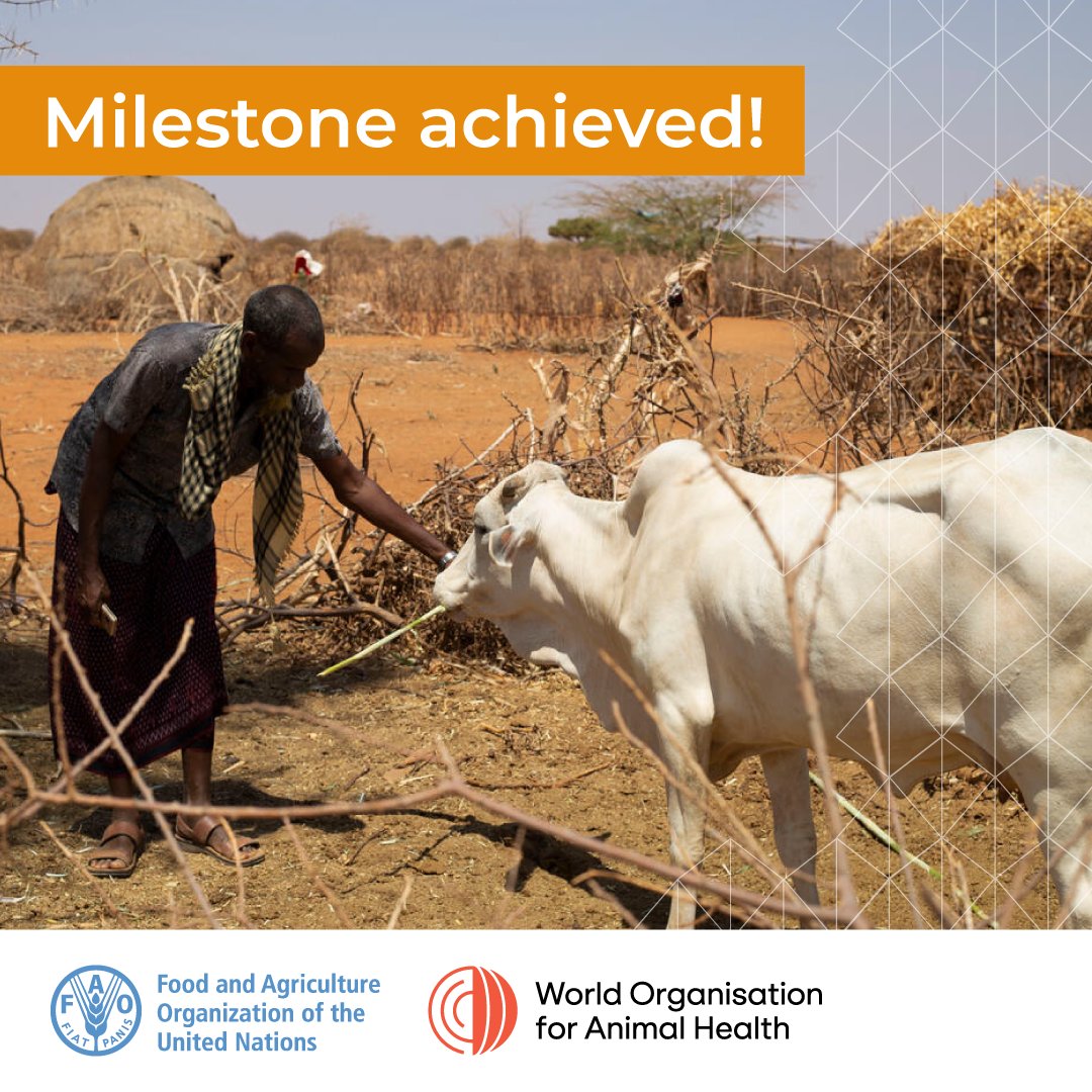 FAO Livestock tweet media