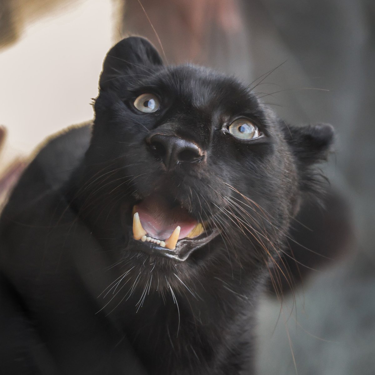 NashvilleZoo's tweet image. Roza, our melanistic Amur leopard, has officially made her debut in Leopard Forest! 🐆🖤

She’ll rotate with our other leopards, Jabari and Natasha, as they are solitary cats. We don’t have a set schedule yet, but we’ll share updates when we do so you can plan your visit!