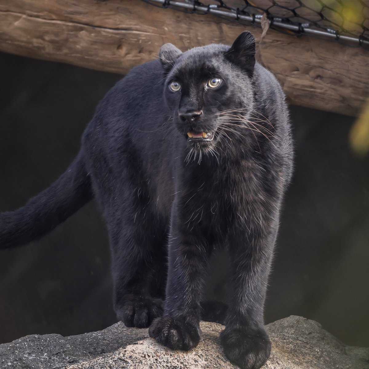 NashvilleZoo's tweet image. Roza, our melanistic Amur leopard, has officially made her debut in Leopard Forest! 🐆🖤

She’ll rotate with our other leopards, Jabari and Natasha, as they are solitary cats. We don’t have a set schedule yet, but we’ll share updates when we do so you can plan your visit!