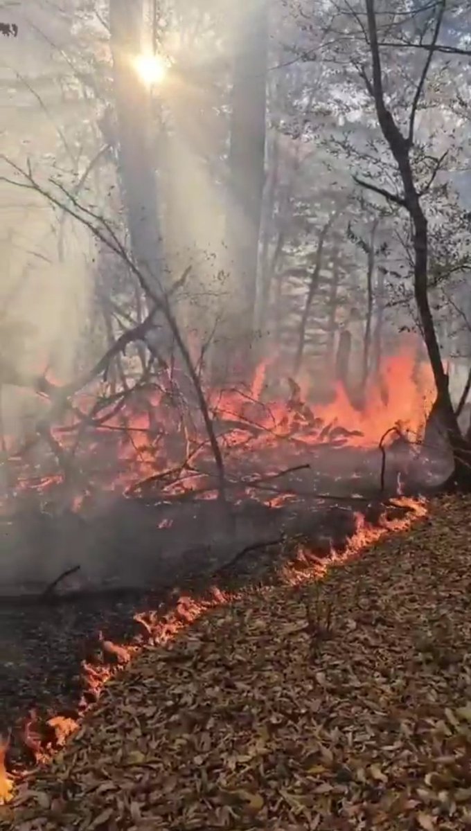 harandi1367's tweet image. احمق‌ها به خاطر دشمنی با جمهوری اسلامی به جان جنگل‌ها افتادند و نمی‌فهمند که این جنگل‌ها برای #ایران است نه جمهوری اسلامی!

(جنگل گلستان ۱۴۰۴/۰۹/۰۵)