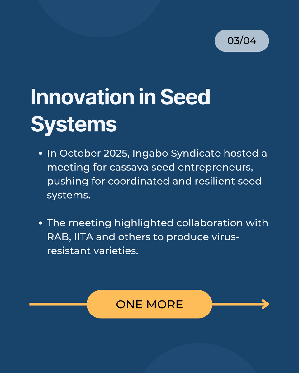 AgritvRwanda's tweet photo. This week, we spotlight how @INGABOSYNDICAT1 and smallholder farmers are driving change, from seed innovation to production.
Do you have a cassava story to share? Message us, we’d love to feature you.
#AMediaRwanda #CassavaWeek #FarmersVoices #CassavaInnovation https://t.co/u1BQagaRKB