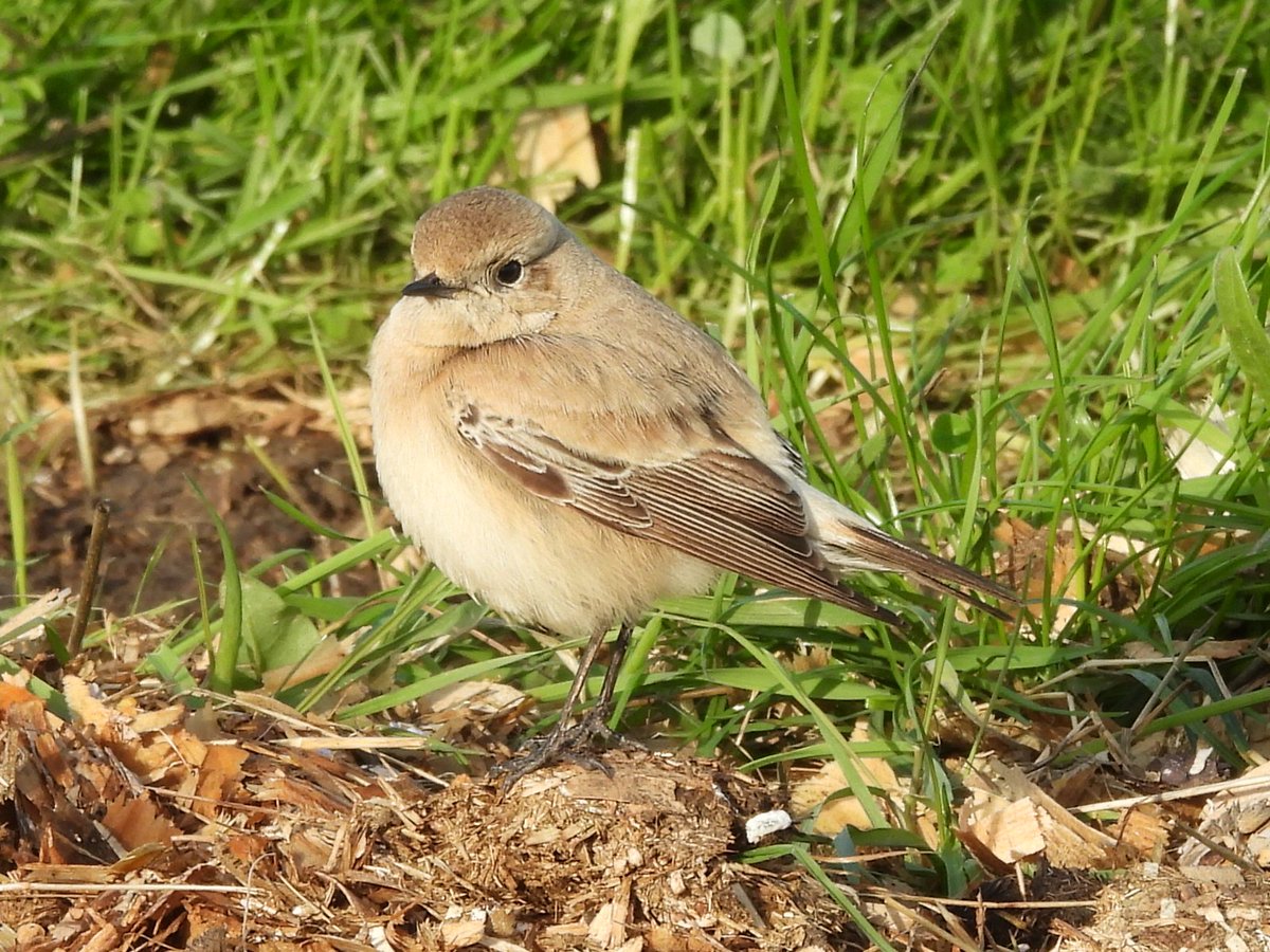 TimNobby's tweet image. Nice trip out with a couple of the lads for the Boat-tailed Grackle at Holbury, Hants and then the Desert Wheatear at the bridging camp in Wyke Regis, Dorset.
@Seatonbirder
@Kevinhale1973