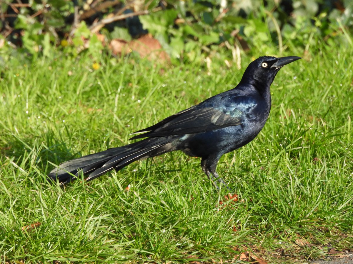 TimNobby's tweet image. Nice trip out with a couple of the lads for the Boat-tailed Grackle at Holbury, Hants and then the Desert Wheatear at the bridging camp in Wyke Regis, Dorset.
@Seatonbirder
@Kevinhale1973