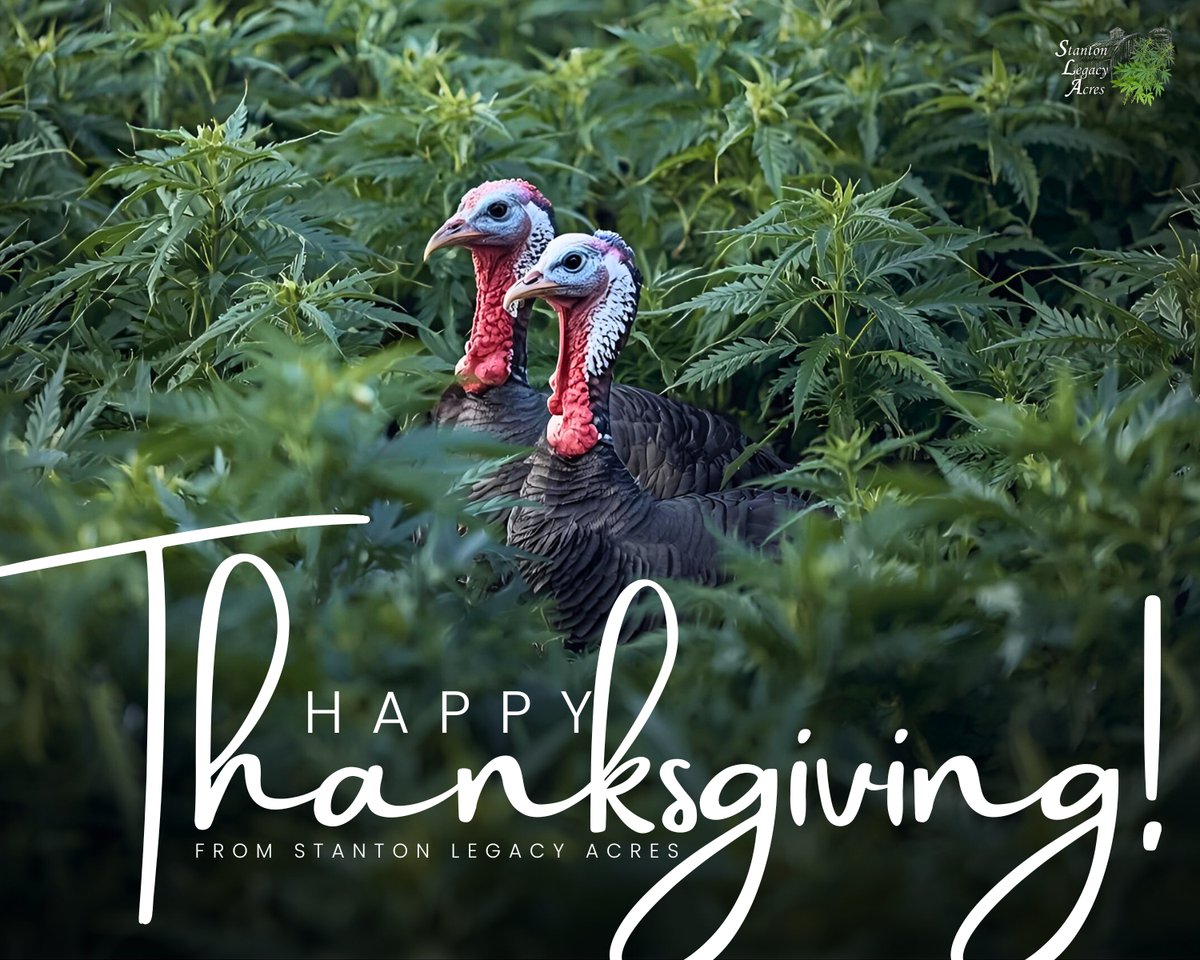 StantonAcres's tweet photo. From our farm to your family — Happy Thanksgiving! 🦃✨
Wishing you a day filled with warmth, good food, and time spent with the people who matter most. 🤎🌾
From all of us at Stanton Legacy Acres, thank you for being part of our story.
#thanksgiving #happythanksgiving #hemp #cbd https://t.co/ksMJge8Xjz