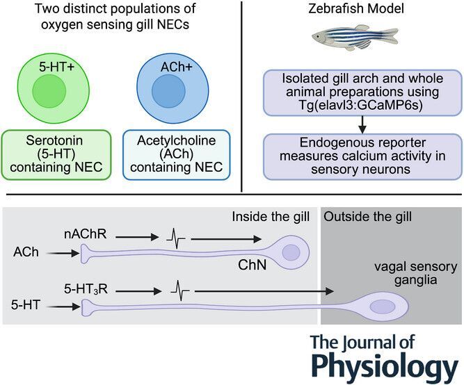 JPhysiol's tweet image. #Research by Maddison Reed (@uOttawaScience) et al. finds that dual cholinergic and serotonergic #excitatory pathways mediate #oxygen sensing in the zebrafish gill 🐟 🔬 

📜 Read the study here: buff.ly/cmJNXSe
