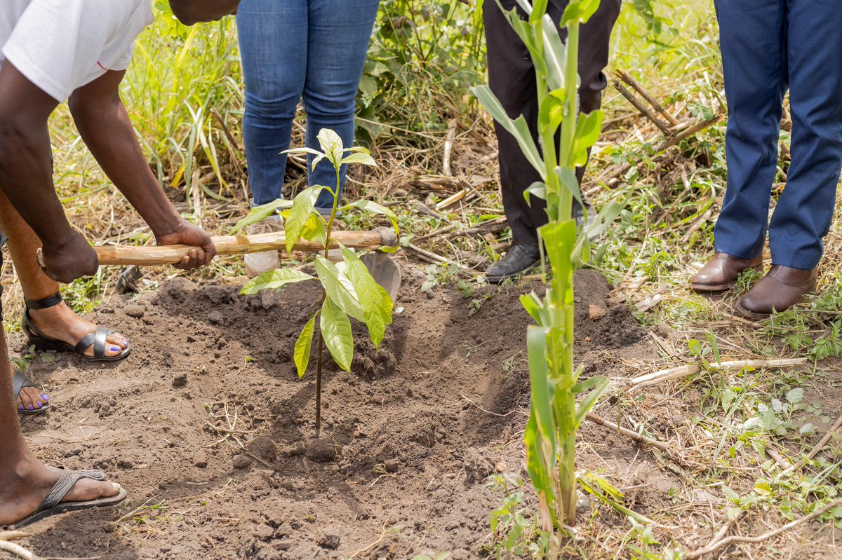 The LC5 Representative; Ategeka Adolf(District Councilor) also reinforced Kasese district’s dedication by pledging continued support for this project through setting up a tree nursery.

#Planting4Tomorrow