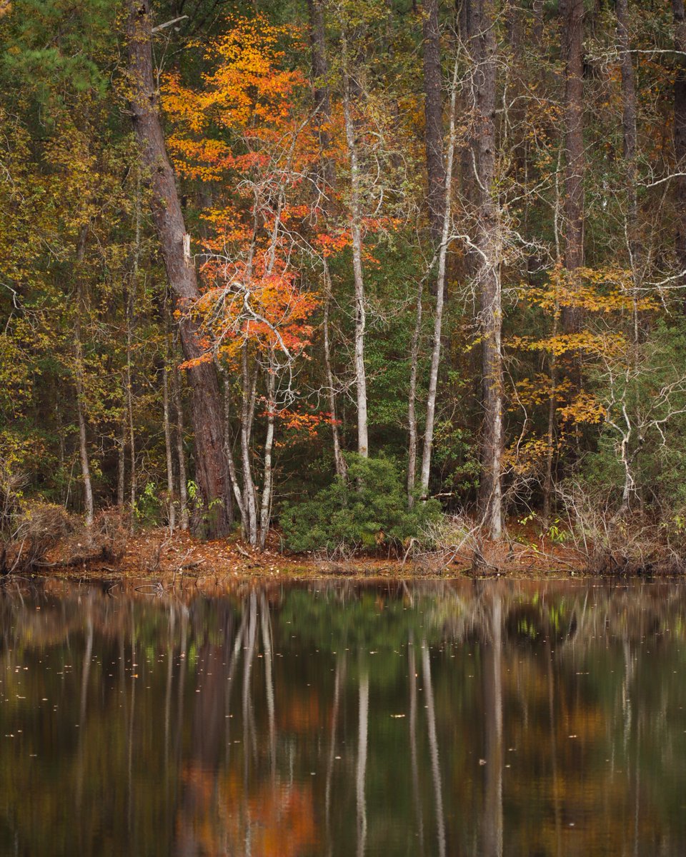 Big Thicket National Preserve tweet media