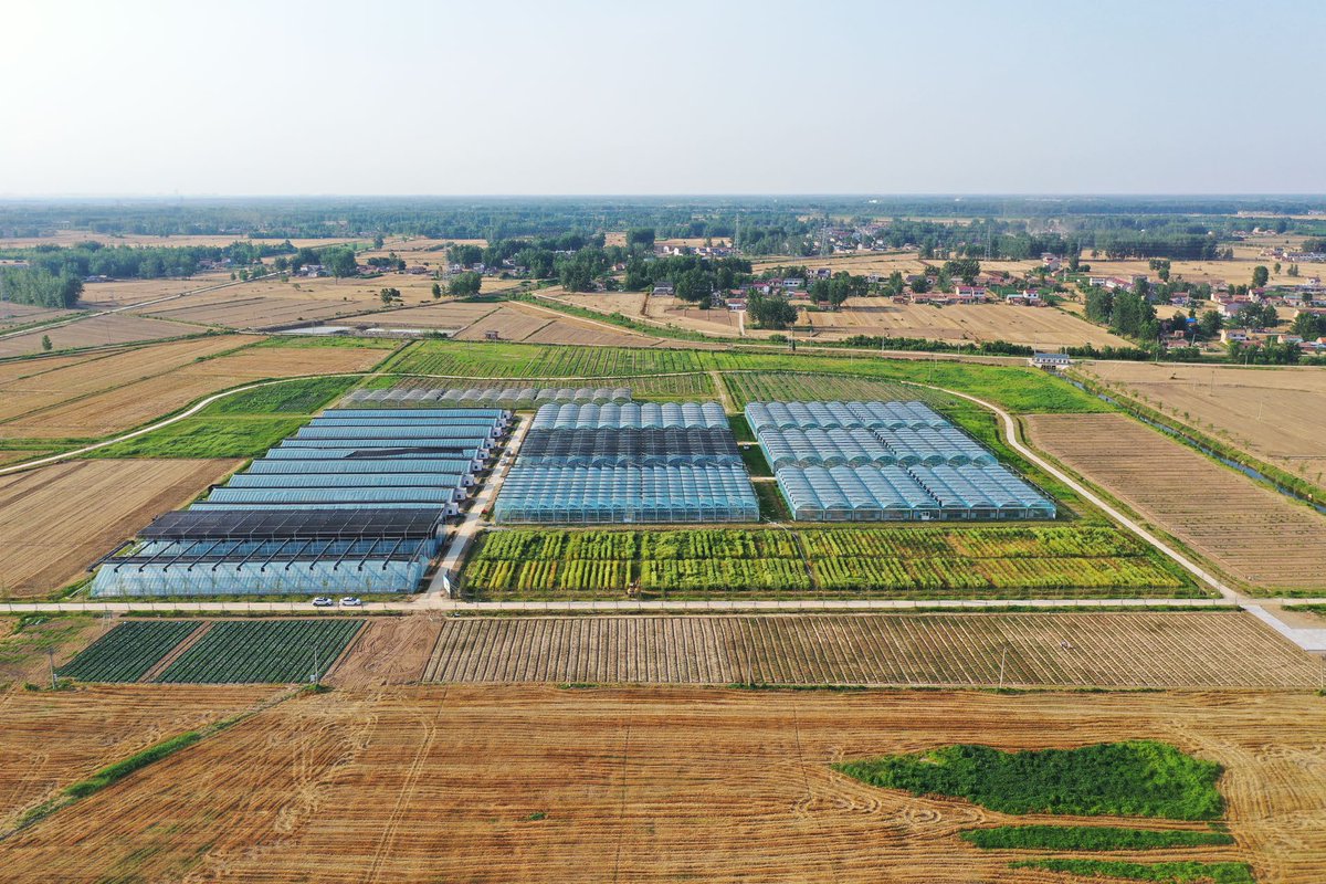 HortiPlant's tweet image. #TIH
China leads global celery production. Key challenges: intensive systems, bolting prevention &amp;amp; disease control. Research-industry collaboration is vital for growth. 
@MaximumAcademic @NewPhyt #Celery #Agriculture
Details: maxapress.com/article/doi/10…