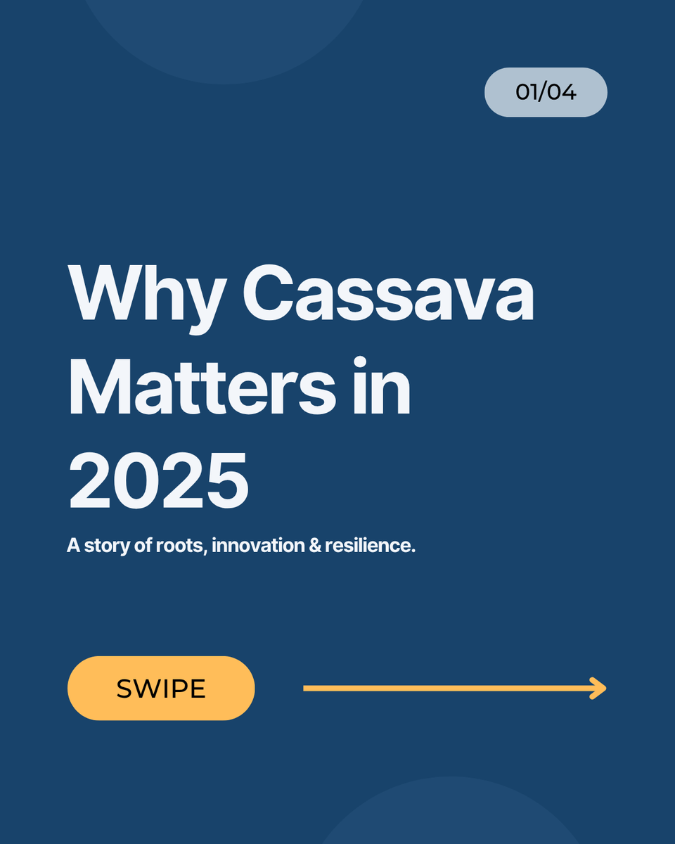 AgritvRwanda's tweet photo. This week, we spotlight how @INGABOSYNDICAT1 and smallholder farmers are driving change, from seed innovation to production.
Do you have a cassava story to share? Message us, we’d love to feature you.
#AMediaRwanda #CassavaWeek #FarmersVoices #CassavaInnovation https://t.co/u1BQagaRKB