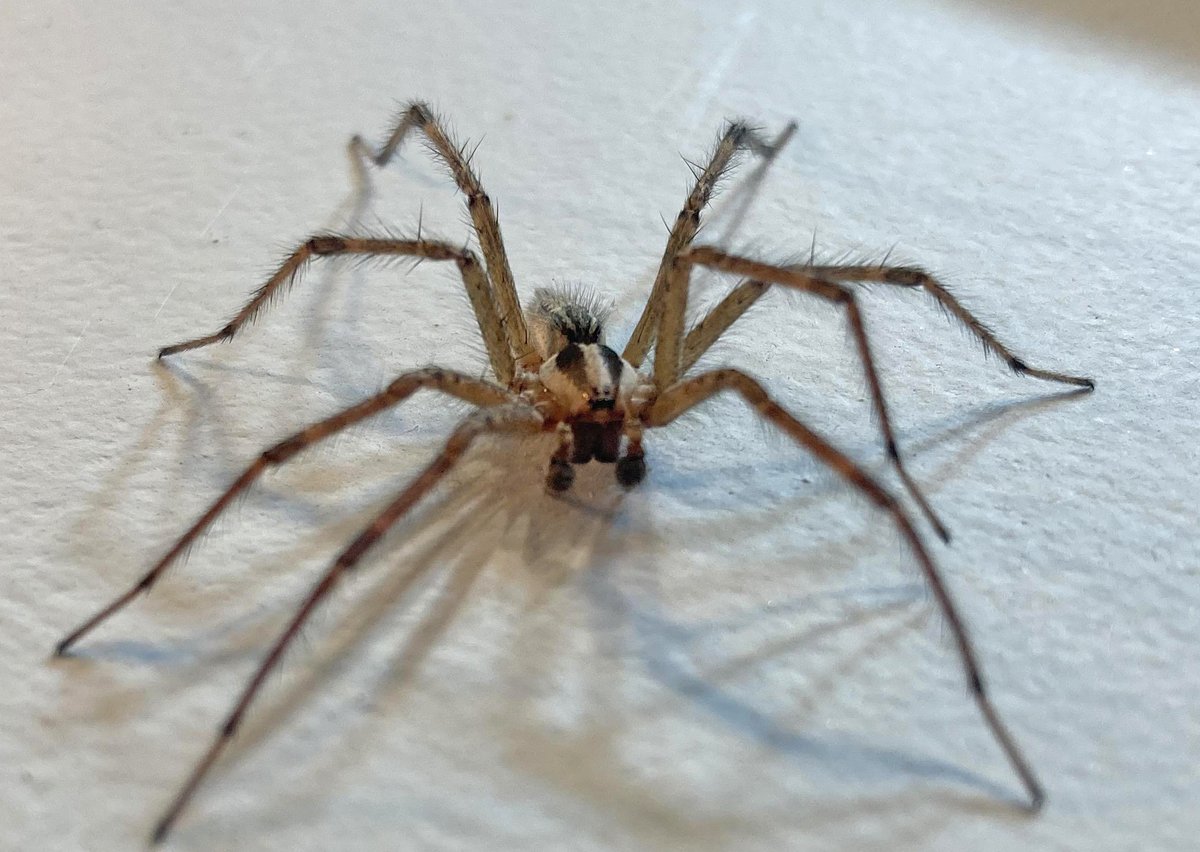 GregDubuque's tweet photo. I tried to catch a very large spider in the bathroom but it got away so I  closed the door and I'm never going in there again. Can I borrow your  bathroom?
#writingcommunity #writer #amwriting #fictionwriter #horrorfiction #spider https://t.co/u42MsdJK10