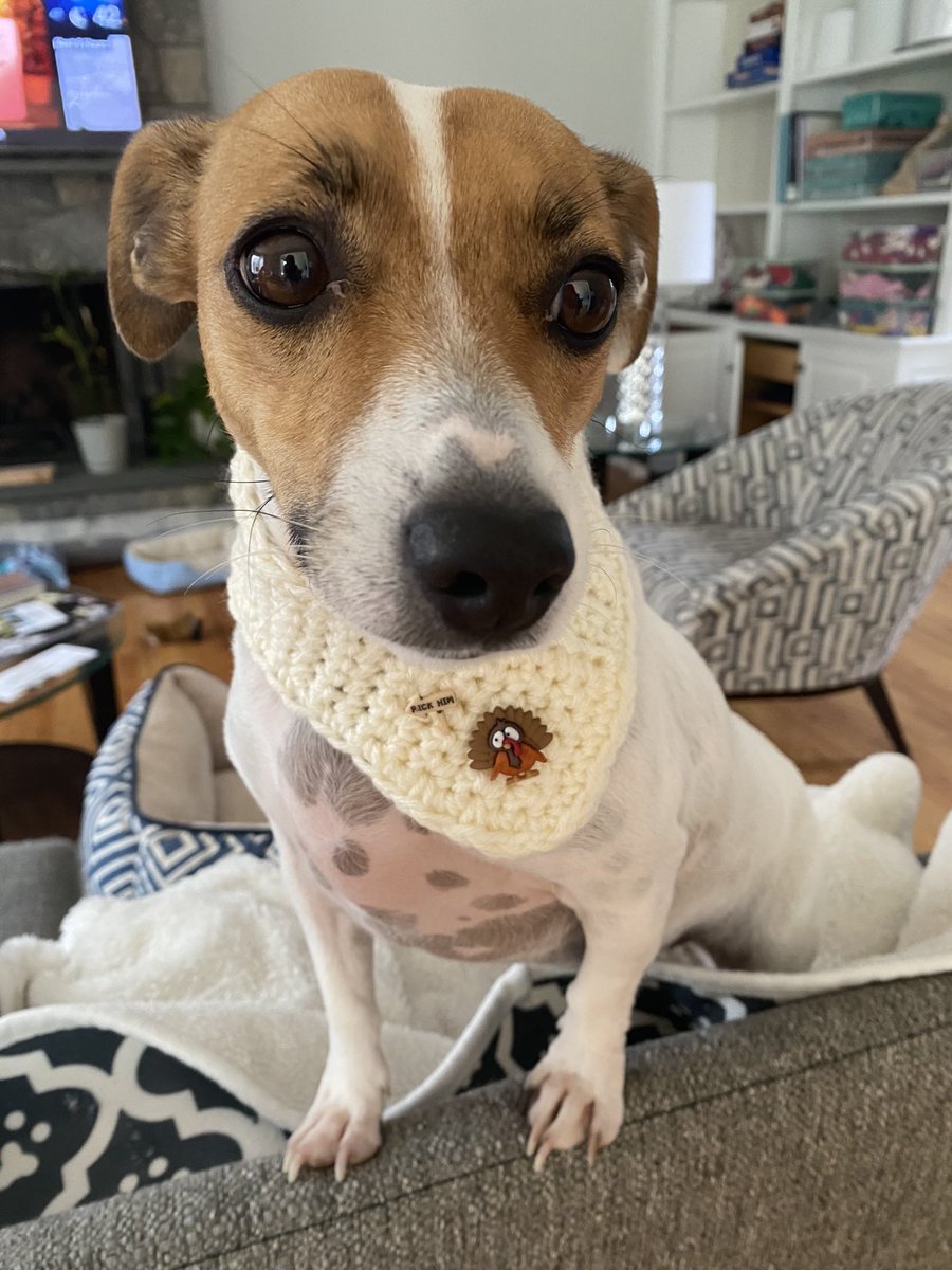 #ThanksgivingEve #dogsofX #Thanksgiving #dogsoftwitter #dogs #ZSHQ #Wednesday #BabyBea 🦃🧡🦃💚🦃 
So Mom? Do we get Turkey &amp; stuffing again tomorrow? 🦃