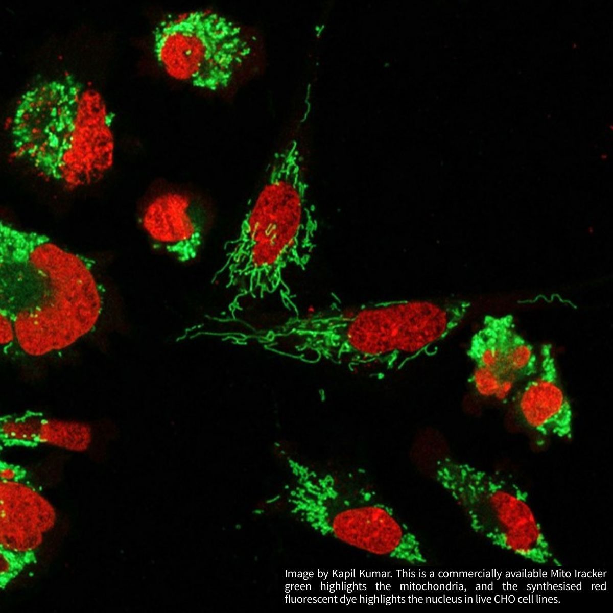 EuroBioImaging's tweet image. 🌍 #ImagingWednesday goes to Denmark! 🇩🇰✨

Catch the full series on Instagram, featuring stunning images from not only Danish Bioimaging.

📸 Follow @eurobioimaging (buff.ly/c87QwgL)