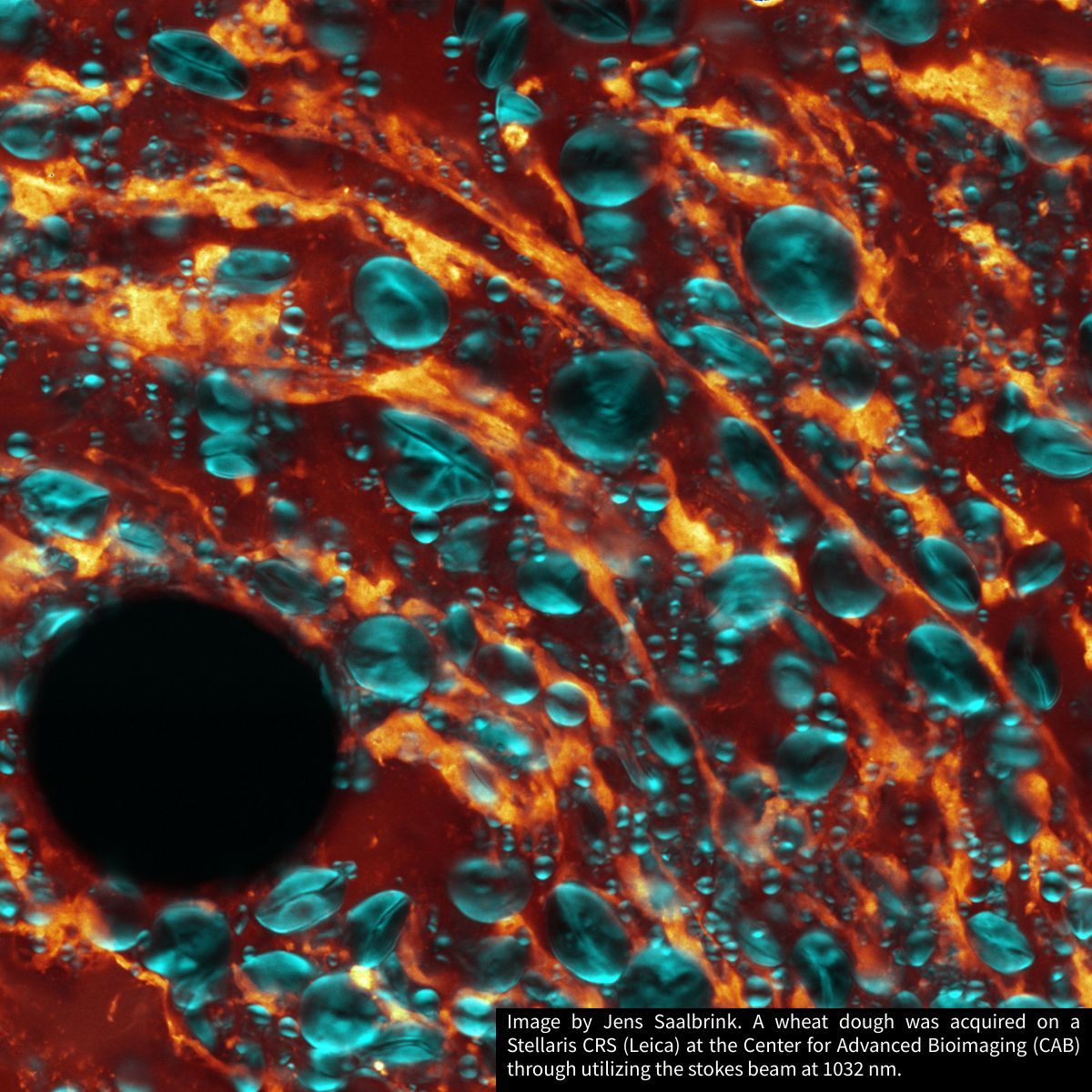 EuroBioImaging's tweet image. 🌍 #ImagingWednesday goes to Denmark! 🇩🇰✨

Catch the full series on Instagram, featuring stunning images from not only Danish Bioimaging.

📸 Follow @eurobioimaging (buff.ly/c87QwgL)