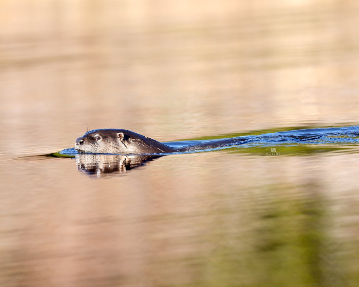 Unconditional Wildlife tweet media