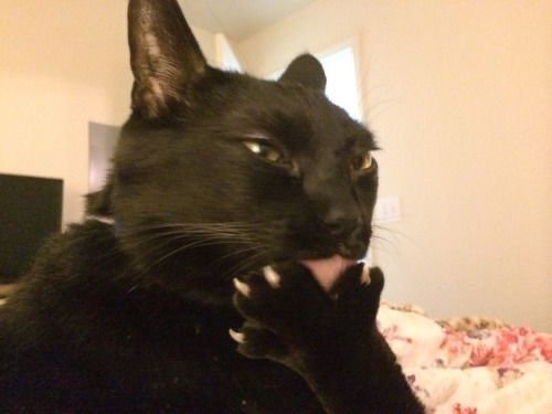 Black cats are not bad luck (@visualscat) on Twitter photo 