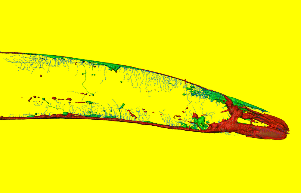 PNASNews's tweet image. All hail Caenorhabditis elegans, one of the most researched organisms on Earth. Collaborative data sharing in the nematode research community led to four Nobel Prize-winning discoveries about human development and disease. In PNAS: ow.ly/IJbY50Xyj4c