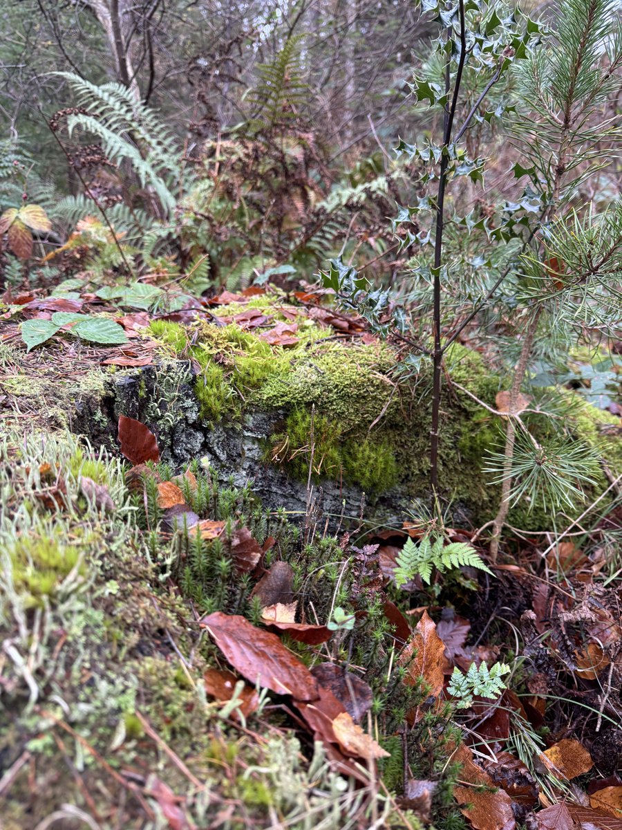 RewildScotland's tweet image. Life from death on this old Scots pine. Protecting and restoring our ancient woodlands in The Wildwood. Pls get in touch if you would like to support this work or would simply like to visit.