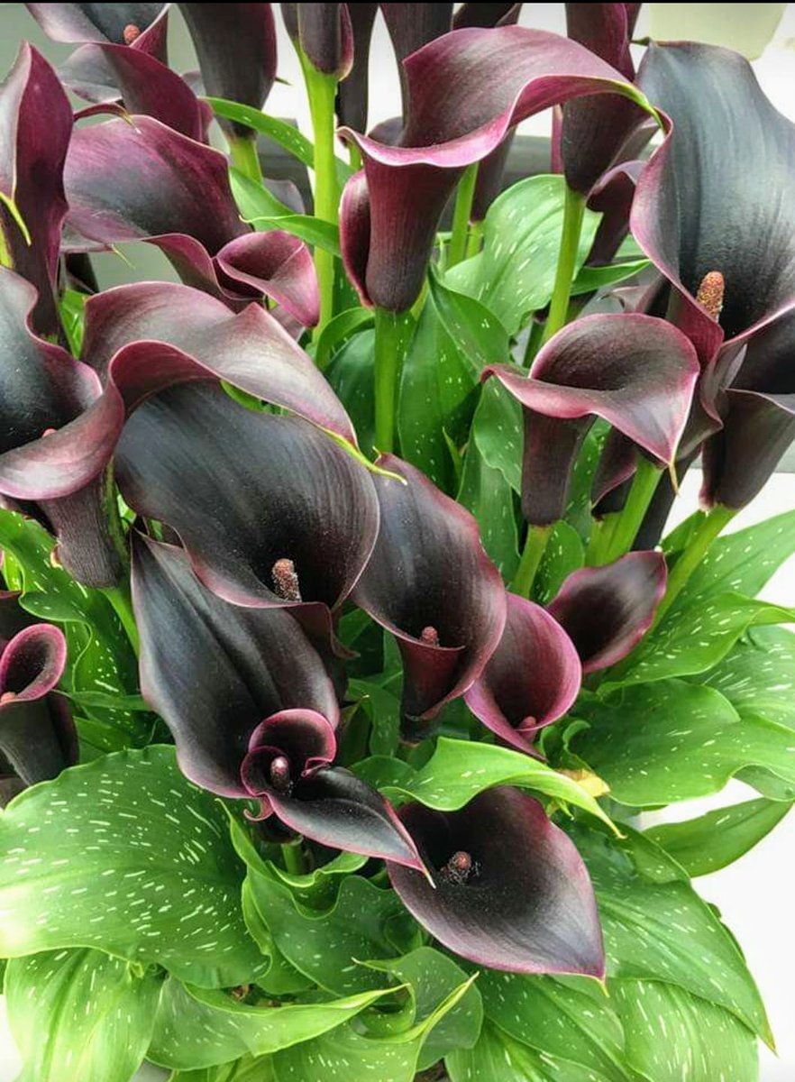 cesped2014's tweet image. 💪El color no es decoración… es emoción pura 
      Rojo que impacta, 
      azul que calma
      amarillo que ilumina.
Tu evento merece un suelo que cuente una historia.

Descubre moquetas que transforman 👉 cespedypavimentos.es

#EventDesign #MoquetaFerial #FelizMiercoles