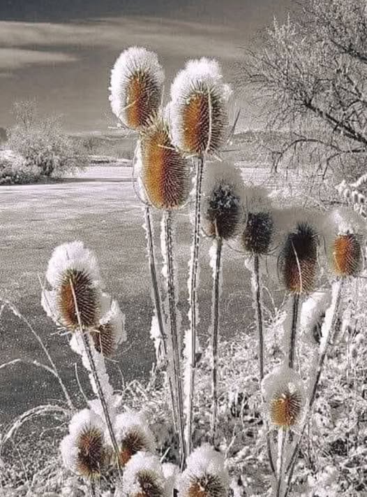 🇨🇵 Patrick 🇮🇹 ✨️✨️👀🌿🌿 (@ultralevure83) on Twitter photo 