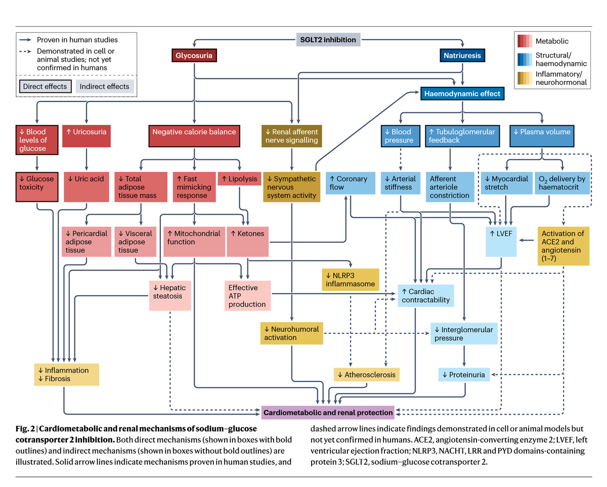 MichaelMindrum's tweet image. A golden review article on the cardiometabolic benefits of SGLT2 inhibitors.  Similar to GLP1a&apos;s, this class of  type 2 DM medication now has well established and remarkable benefits in protecting the heart and kidneys for those with and without diabetes.  nature.com/articles/s4157……