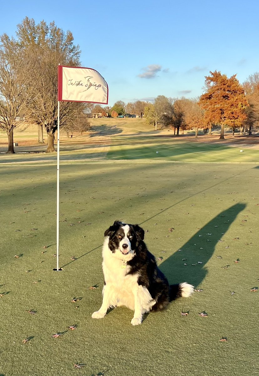 GolfsoupJones's tweet image. Dutch would like to wish everyone a Happy Thanksgiving!! @DogsOfTurf