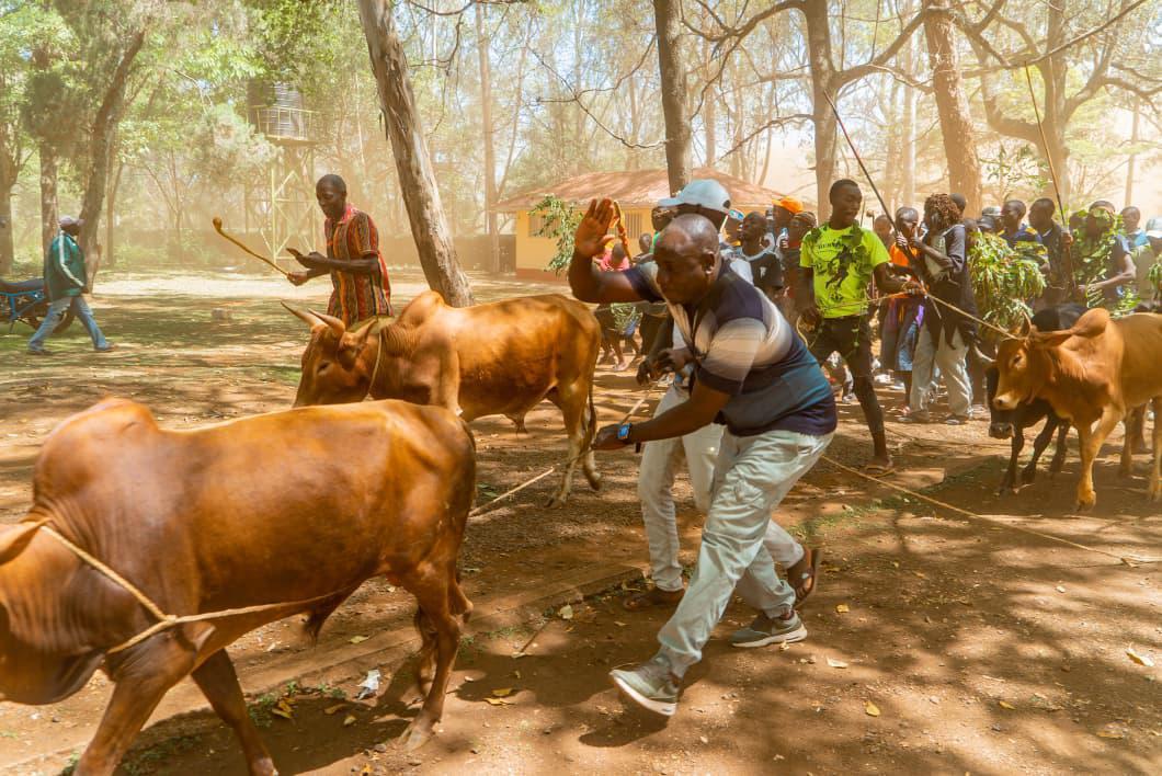 KipLecturer's tweet photo. Babu Owino has today visited Kang'o Ka Jaramogi to honor the late Baba Raila Odinga. He Presented A Bible to Mama Idah Odinga ,and bulls that Signifies Traditional way of Respecting the Enigma !
Indeed Babu is the Kingpin ๐
#AnointingOfTheEndTime
#JoyfulAt16
#TheRutoChapter https://t.co/7BQ06Ig1hF