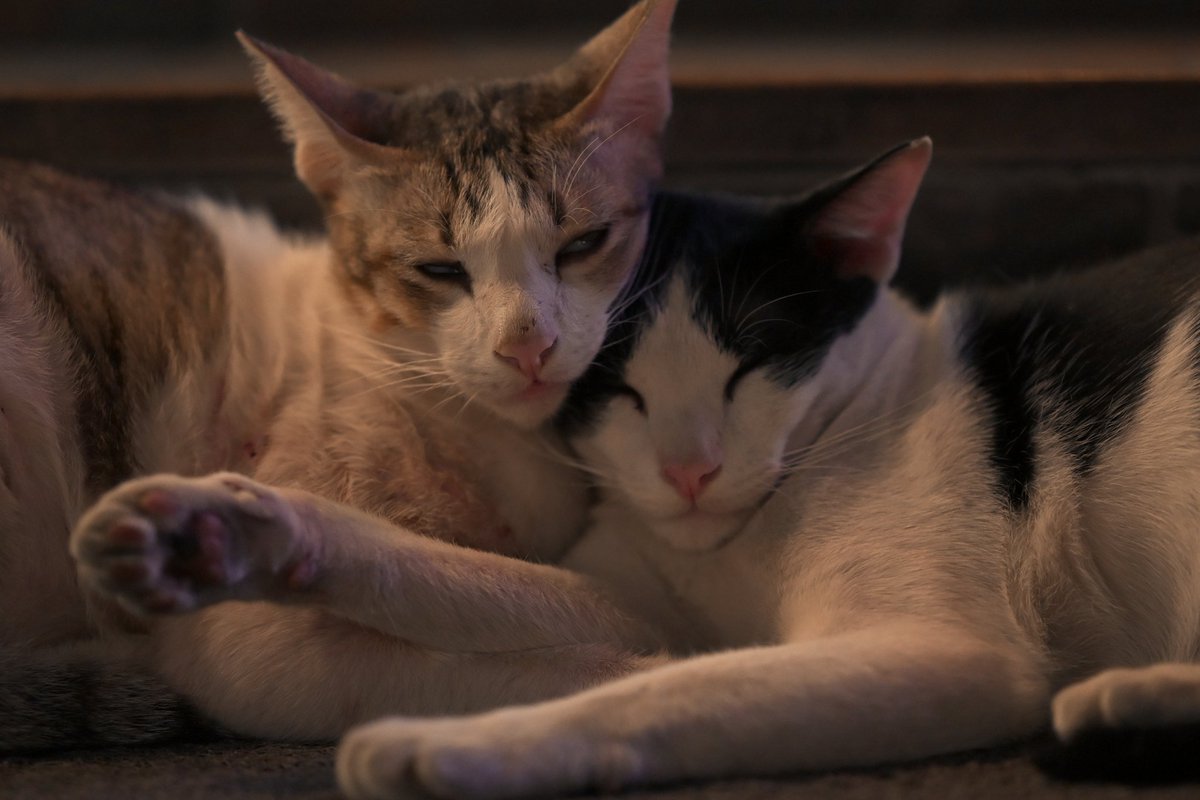 やっぱりかわいい。

#Bangkok