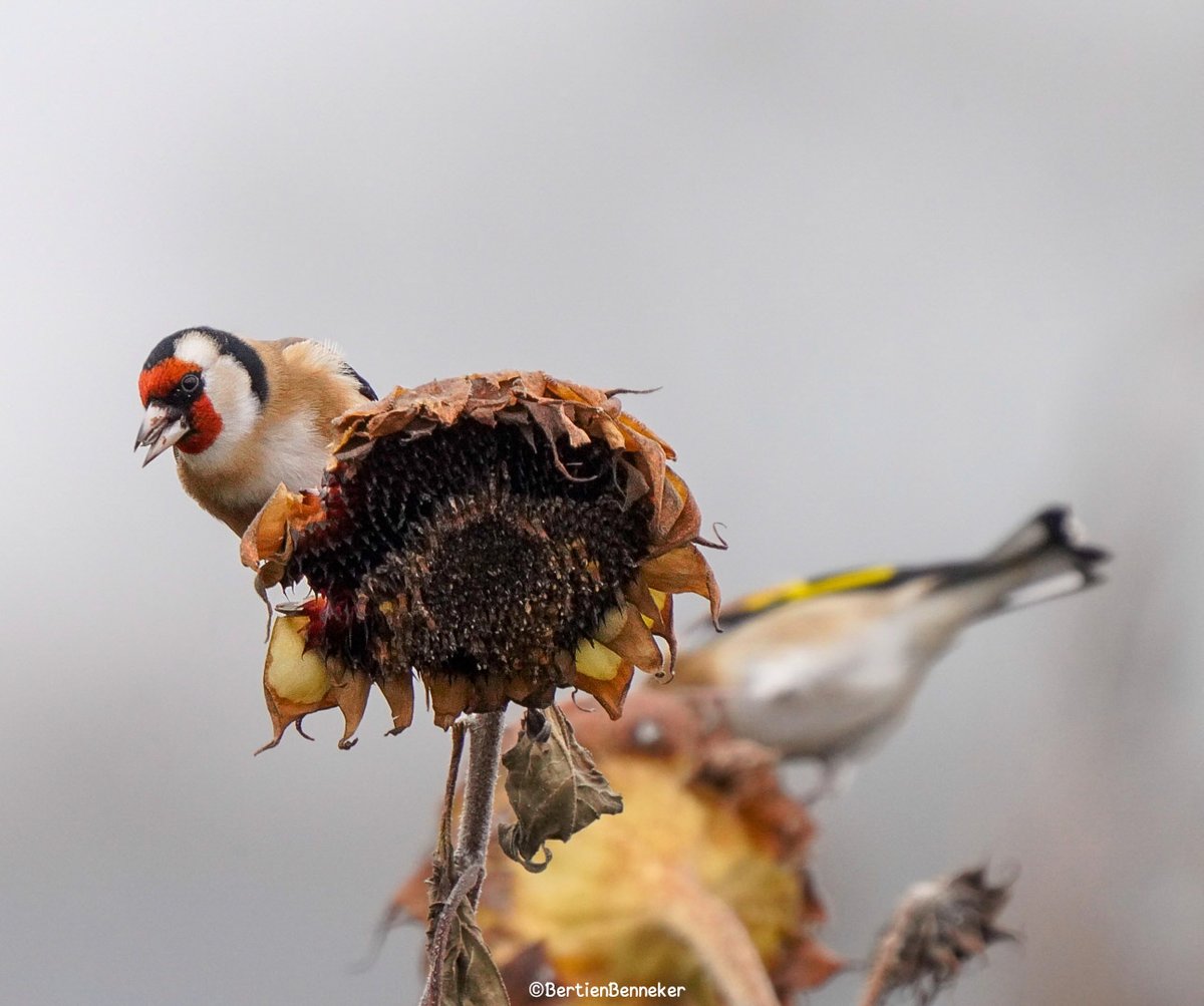 _Bertien_'s tweet image. #Goldfinches brighten even the darkest day, their red masks and golden wings shining like tiny sparks of hope in the gloom, reminding us that color and life endure even when the world feels dim
#Putter #distelvink #Losser #birdsphotography