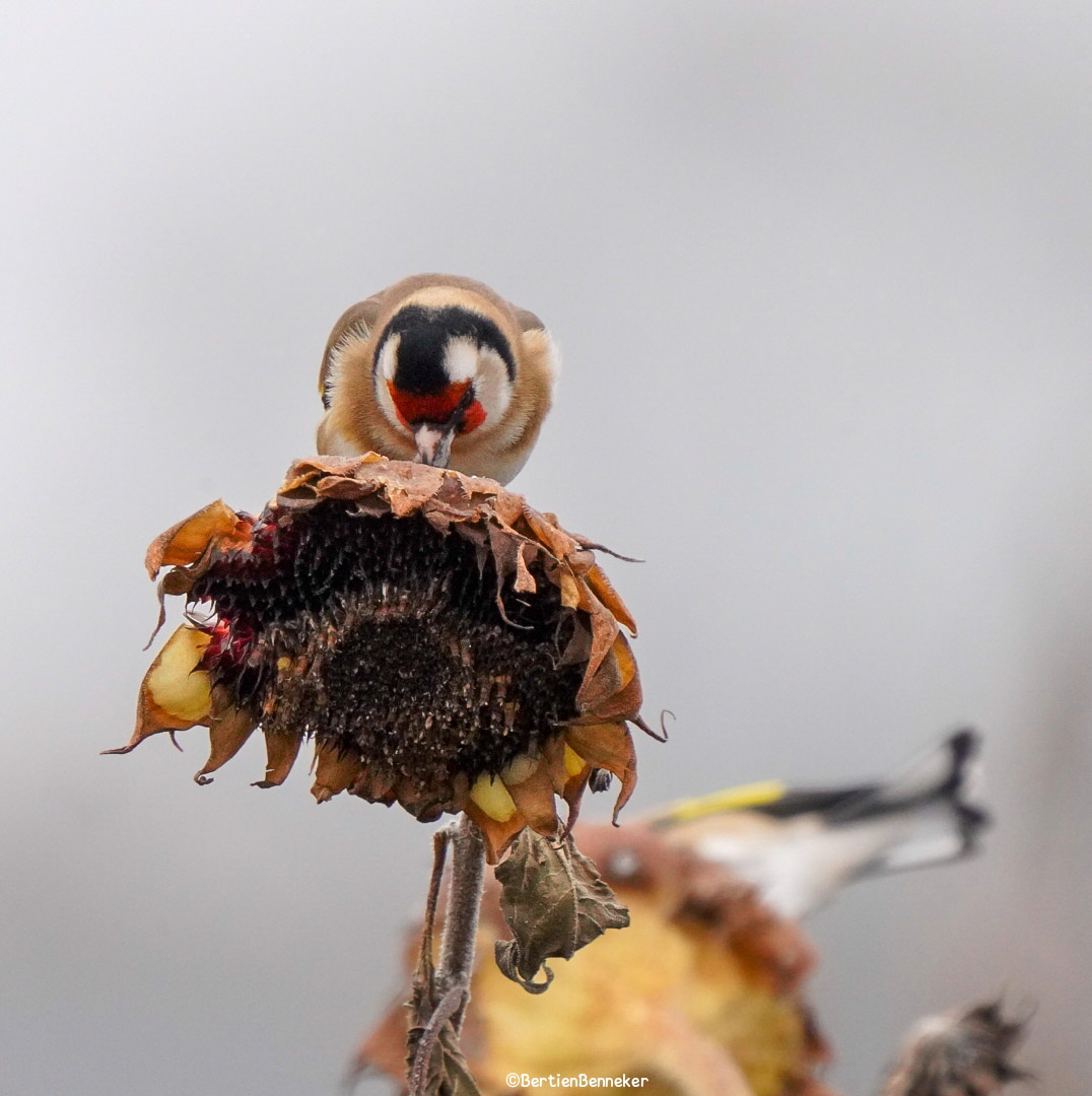 _Bertien_'s tweet image. #Goldfinches brighten even the darkest day, their red masks and golden wings shining like tiny sparks of hope in the gloom, reminding us that color and life endure even when the world feels dim
#Putter #distelvink #Losser #birdsphotography