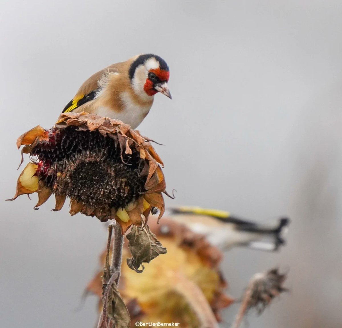 _Bertien_'s tweet image. #Goldfinches brighten even the darkest day, their red masks and golden wings shining like tiny sparks of hope in the gloom, reminding us that color and life endure even when the world feels dim
#Putter #distelvink #Losser #birdsphotography