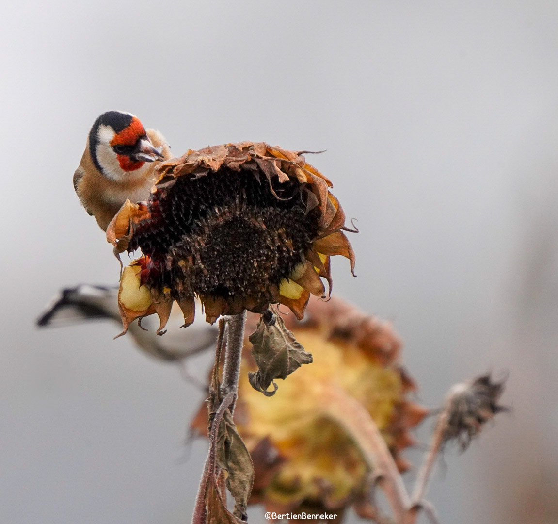 _Bertien_'s tweet image. #Goldfinches brighten even the darkest day, their red masks and golden wings shining like tiny sparks of hope in the gloom, reminding us that color and life endure even when the world feels dim
#Putter #distelvink #Losser #birdsphotography