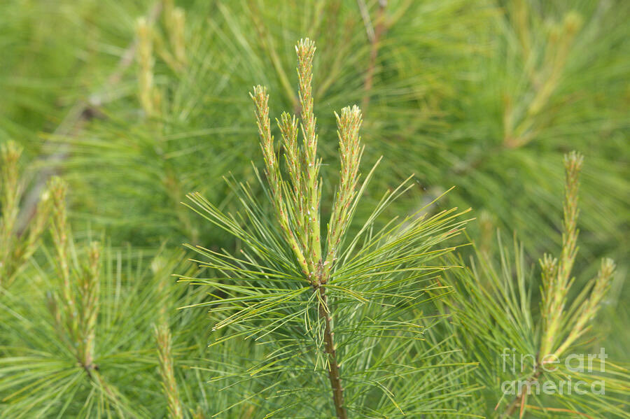 ArtworkBaker's tweet photo. Lush Green Pine - artwork now available! https://t.co/4I5lg2loxG
#Pine #PineTree #PineWood #PineForest #PineNeedles #PineLife #PineArt #PineNature #PineLovers #PinePhotography #PineGreen #PineInspiration https://t.co/2fnJVGP2aX