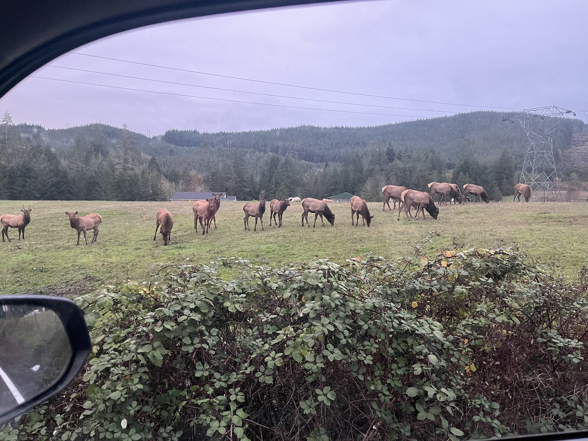 One of my favorite things about living in the country is seeing these guys on our commute.  It makes the drive worth it.