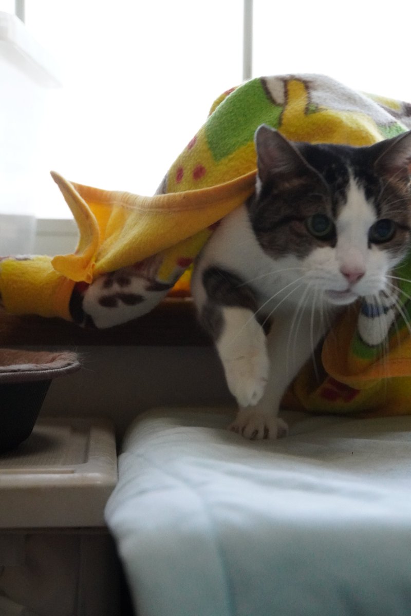 uBg3tA5OFRdyFQS's tweet image. おやすみニャさい💤
本日午後より新宿の麺🌰（メンクリ）に行って診断書貰ってくる
休職祭りの始まりだぁ～．．．多分
12月と1月中旬ぐらいまでは休みたい
#毎日が猫の日 #猫好き #保護ねこ