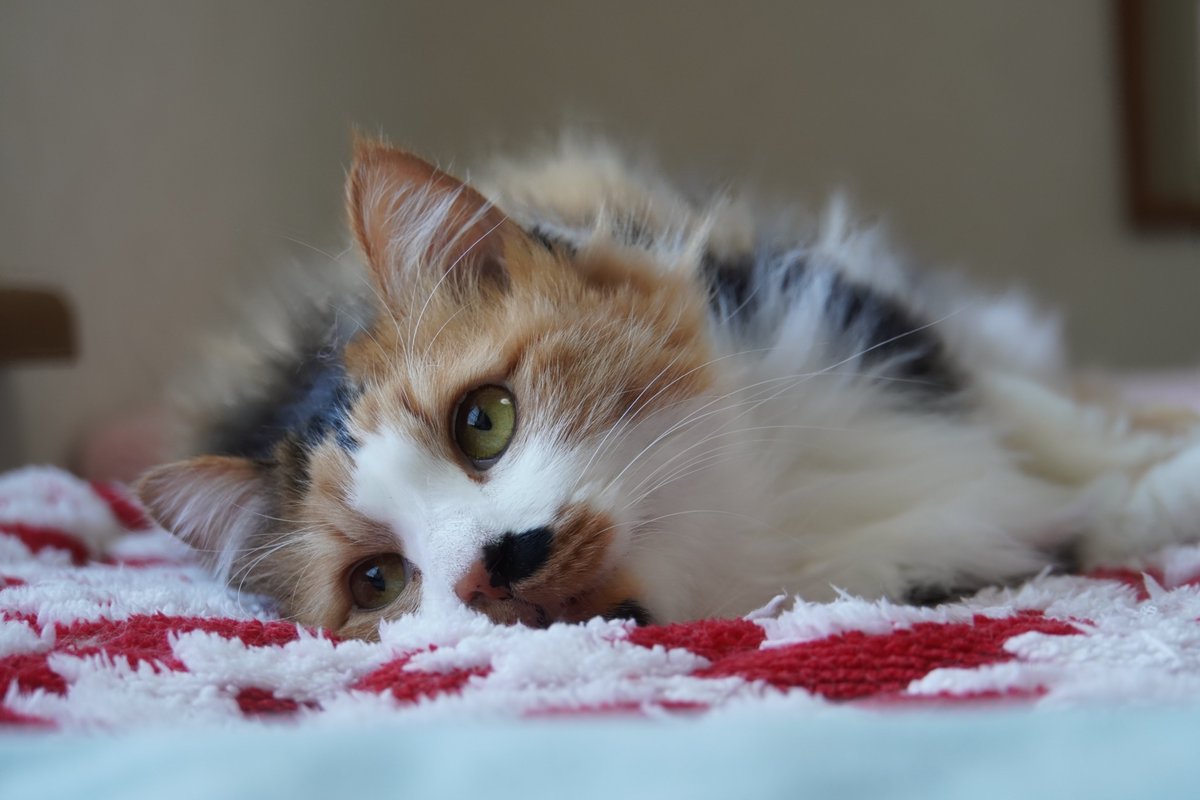 uBg3tA5OFRdyFQS's tweet image. おやすみニャさい💤
本日午後より新宿の麺🌰（メンクリ）に行って診断書貰ってくる
休職祭りの始まりだぁ～．．．多分
12月と1月中旬ぐらいまでは休みたい
#毎日が猫の日 #猫好き #保護ねこ