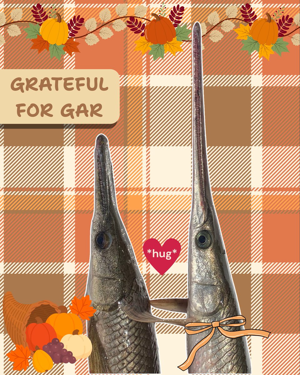 TheGarLab's tweet image. GarLab is always thankful for gar! What are you thankful for? #garlab #gar #thankful #nativefish