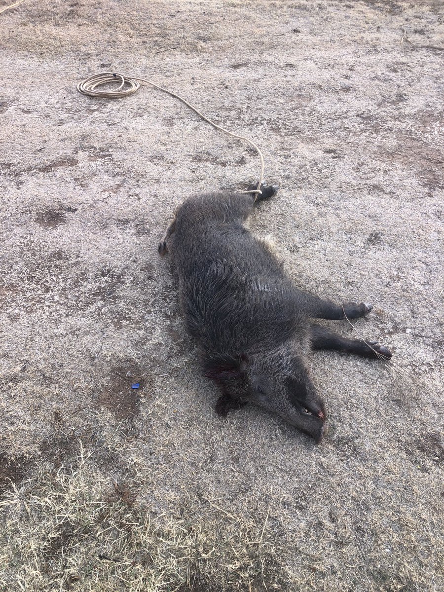 Mr. Pigweed ©️ tweet media