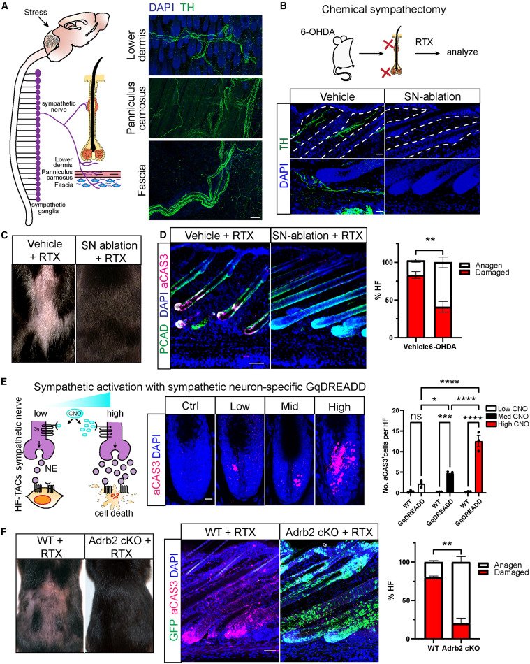 DREADDs cause baldness (when expressed in particular cells)!
cell.com/cell/fulltext/…