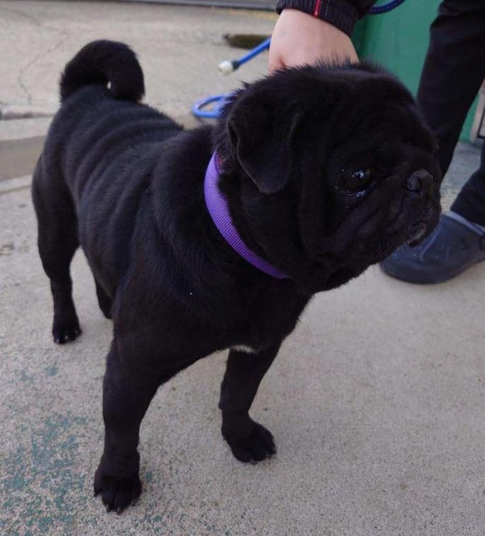 まだお迎えないようです
熊本県のみならず 他県の方も確認を  
#熊本県  #熊本県迷子犬
#迷子犬 #迷い犬 11/26
#菊池市 #泗水町 #北住吉 保護
#菊池市迷子犬
#パグ オス 黒
📍装着品なし
📍チップなし
お心当たりある方は保健所まで
🔴連絡先🔴
#菊池保健所
☎0968-25-4135