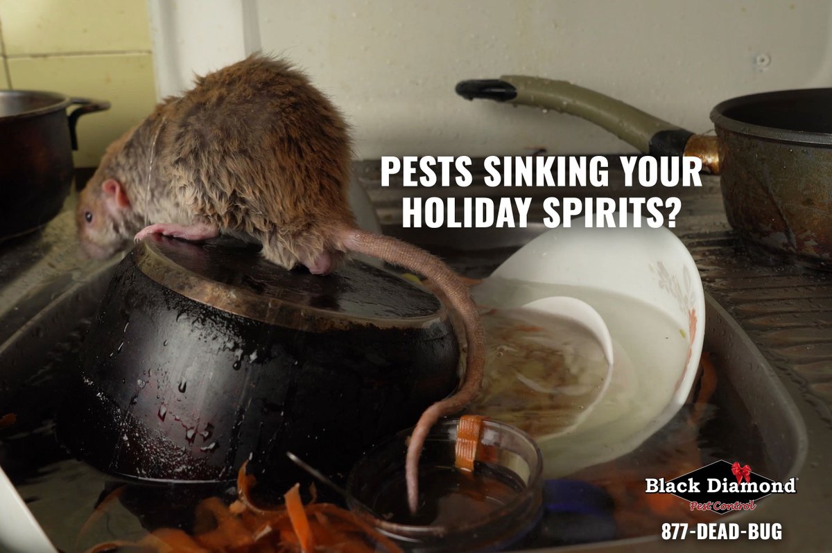877DEADBUG's tweet image. We&apos;ll throw the kitchen sink at &apos;em. 📲 877-DEAD-BUG 
#Thanksgiving #Holidays #Rodents #Mice #PestControl #BlackDiamondPestControl