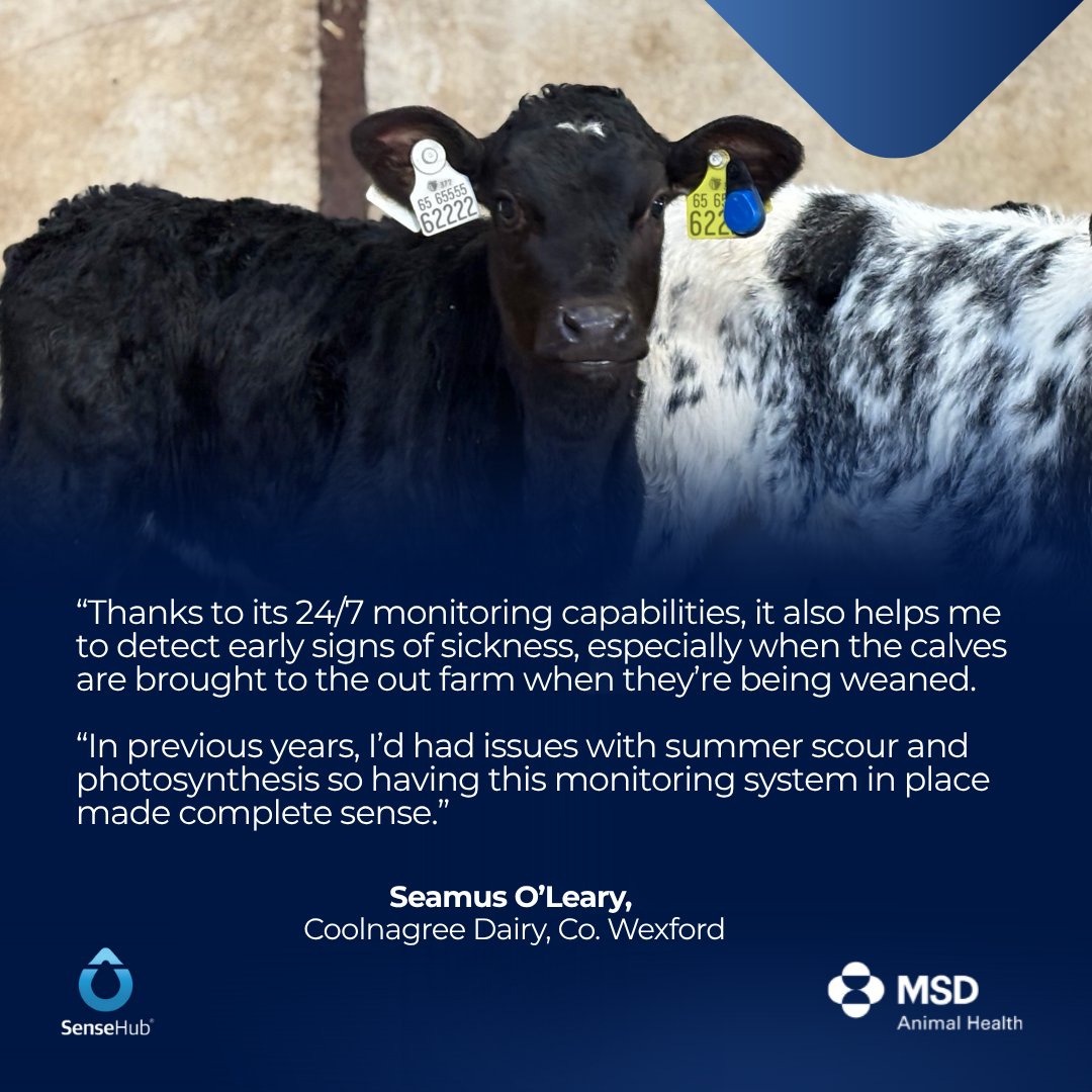 After experiencing the advantages of SenseHub collars for heat and health detection, Seamus O’Leary invested in SenseHub Dairy Youngstock in autumn 2024 to take calf health and performance to the next level! 🐄🚀

Join the SenseHub Community today 👉ie.sensehub.com/youngstock/