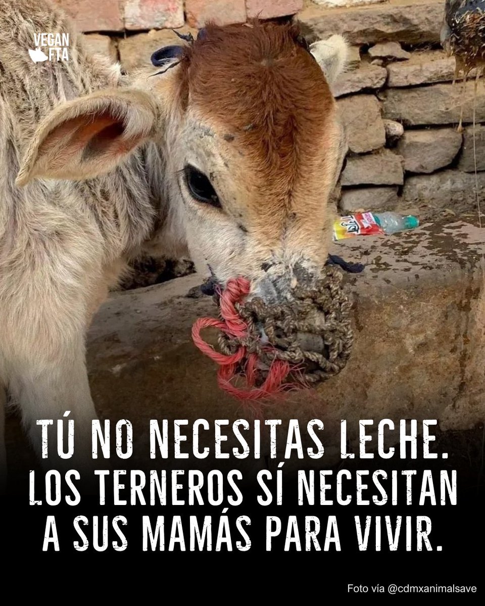 VeganFTAEspanol's tweet image. Para que la leche de una vaca llegue al mercado es necesario que no se la tome su ternero 😓🙄

👉 Ayuda gratuita para hacerte vegan: veg22.co/FTA_Spanish

#madres #bebes #lechedevaca #respetoanimal #cowmilk