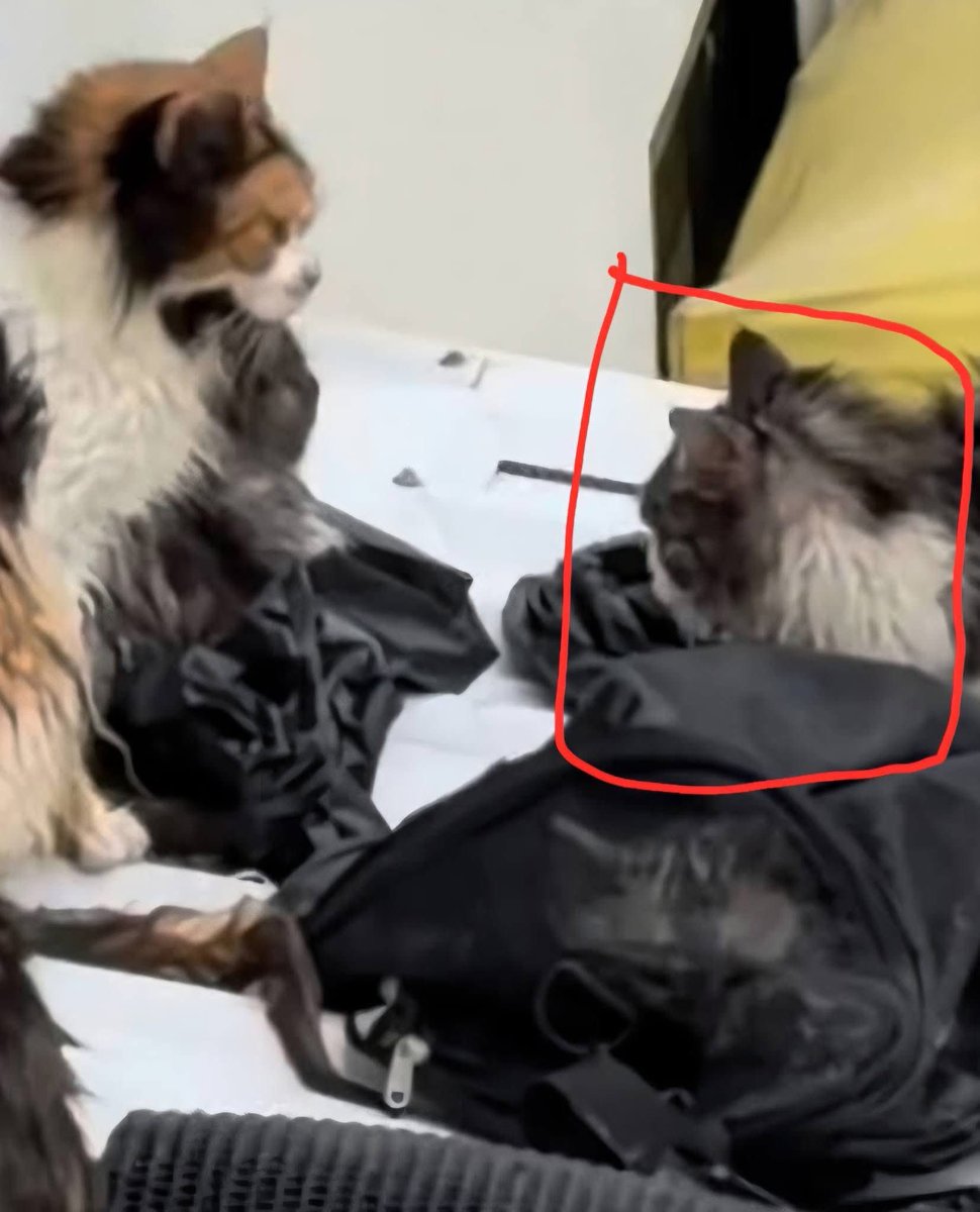 เคสนี้ ไมกี้จอมป่วนช่วยได้แล้วนะคะ แต่
น้องแมวเมนคูน หลุดหายไป 3ตัวตามภาพ
เพราะตกใจเสียงฟ้าร้องเลยวิ่งหนีไป

น้องเป็นแมวตัวใหญ่มากๆ และใจดีเป็นมิตร
ใครพบเจอ ติดต่อคุณต๊ะ ตามเบอร์ในภาพได้เลยนะคะ

#น้ำท่วม #น้ำท่วมหาดใหญ่