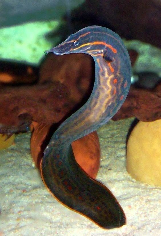 the fire eel is known for being very gentleman-like