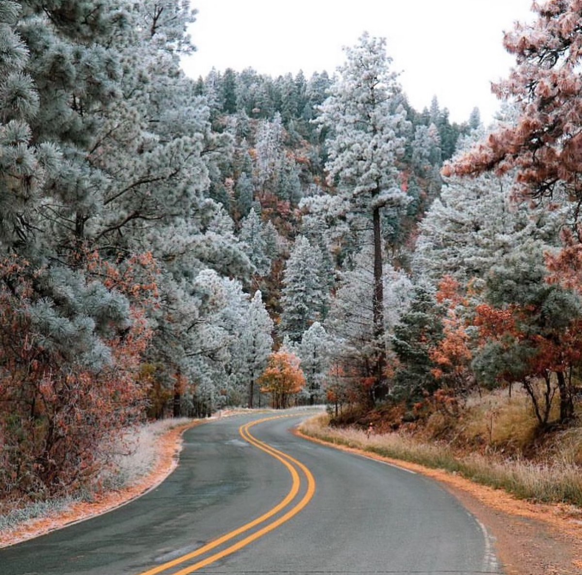 The shift of the seasons. 🌲❄️✨

(@leslie_lofton27)