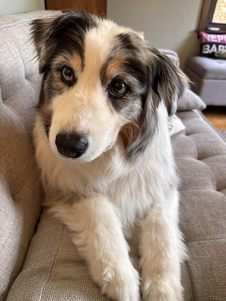 Three weeks since I said goodbye to Scandal. I sometimes still instinctively reach to rest my hand on her only to find she’s no longer beside me. It feels like I’m missing a limb.