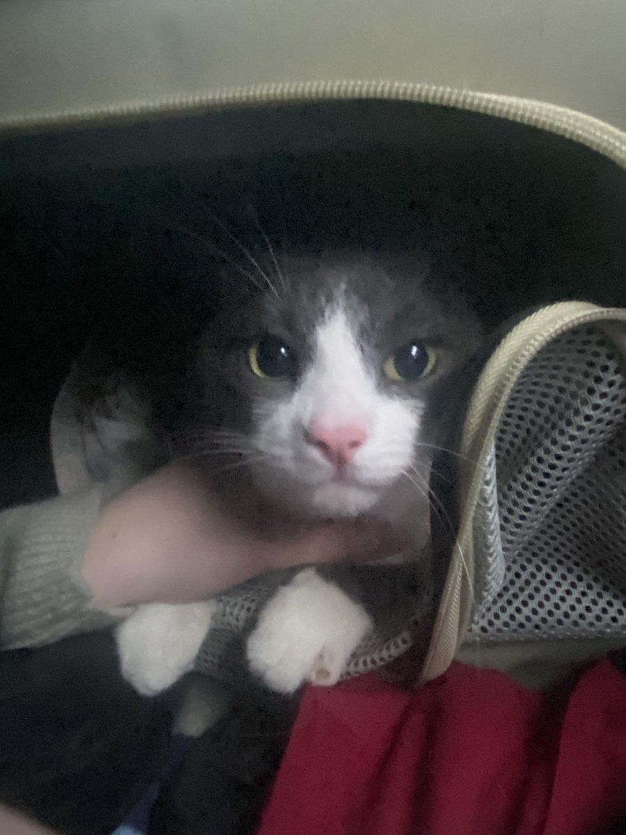 Liowa ✧˖° tweet media